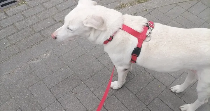 Na leczenie mascytomy u Megi