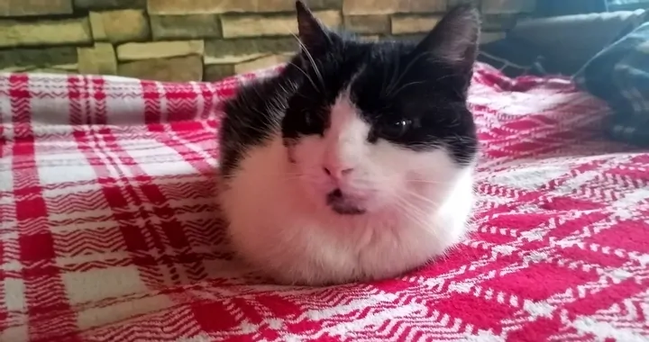 Leczenie kotka staruszka