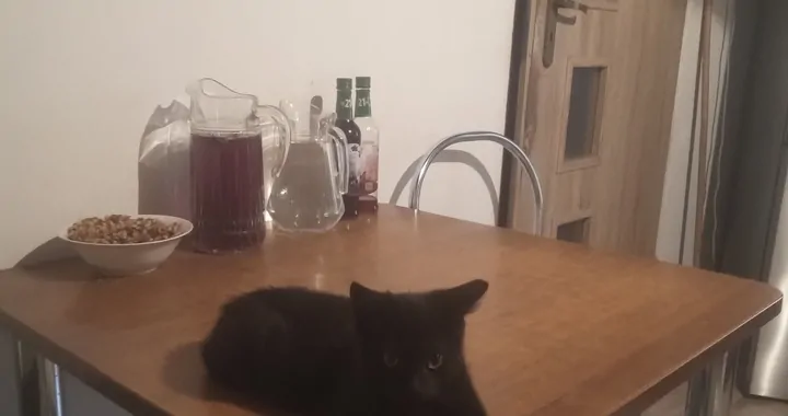 Pomoc dla porzuconych kotków