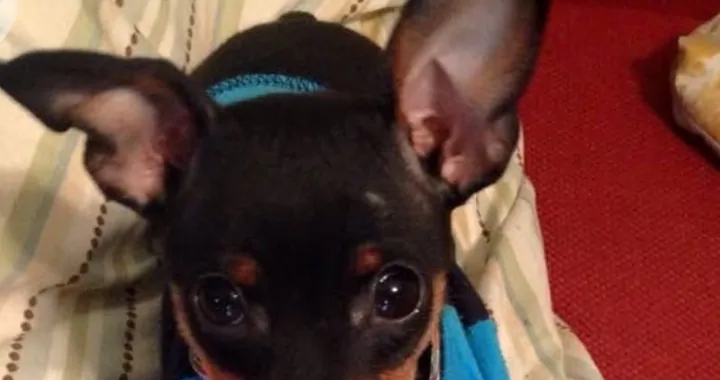 Operacja ręki Winstona Łapki