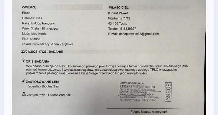Operacja TPLO więzadła krzyżow