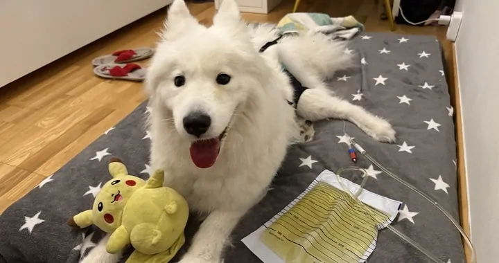 Aria walczy o życie!