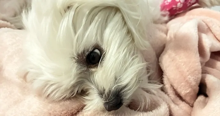 Pomóż uratować życie Kefirka💔