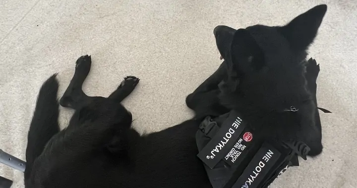 Leczenie ukochanego psa