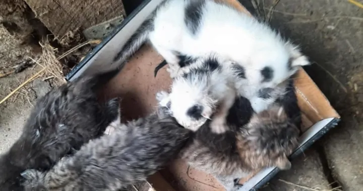 Kotki chcą żyć.Proszą o pomoc.