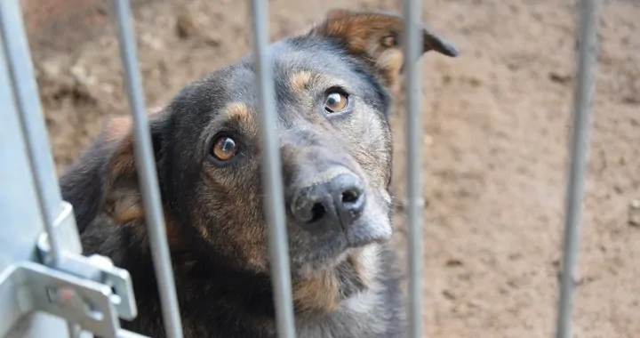 Karma dla schroniska😊