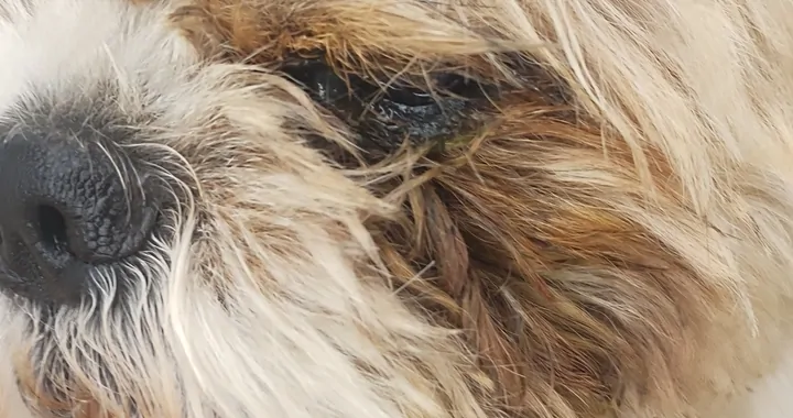 Shih Tzu potrzebuje pomocy - walka o oczko