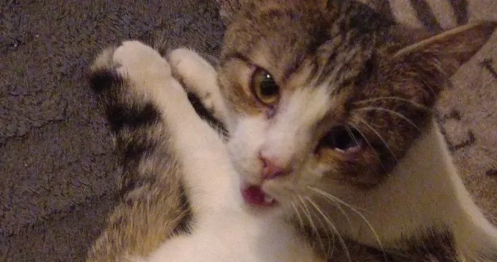 Dla kotki która ma już dom