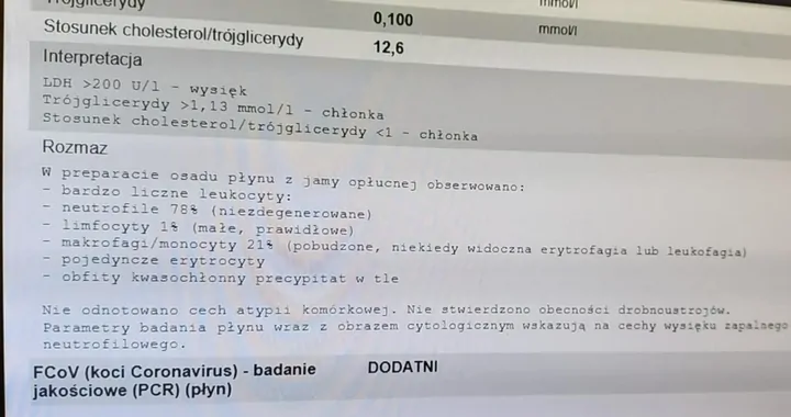 Rysiu kontra FIP