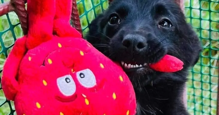 Stowarzyszenie Uszy do Góry potrzebuje wsparcia finansowego w przeprowadzce