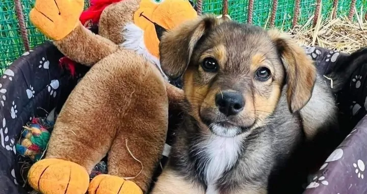 Pomóż nam ratować psiaki