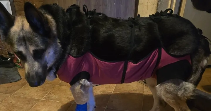 Pomoc po operacji dla Shiry