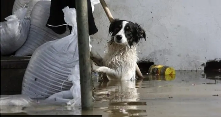 Українці для постраждалих від повені - Ukraińcy dla Powodzian