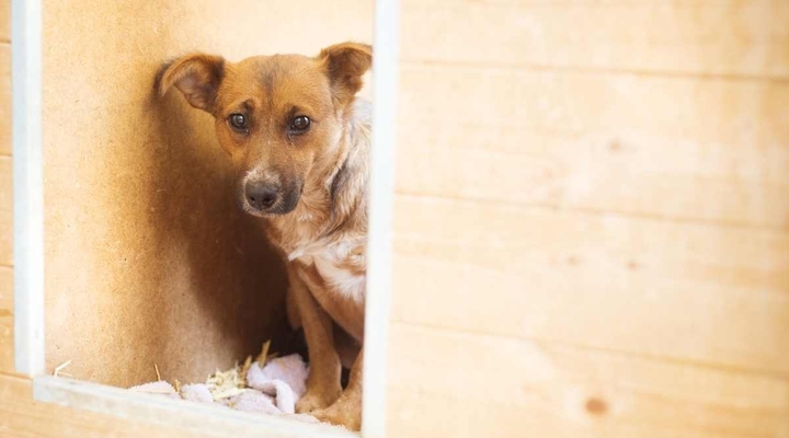 Rola wolontariusza w schronisku