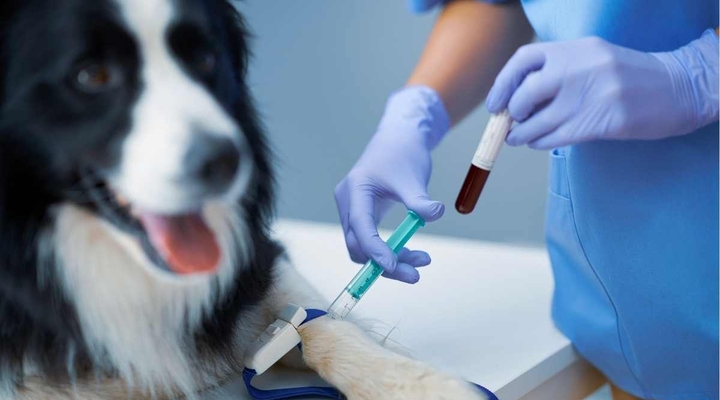 Parwowiroza u psa – zapobiegaj – szczepienia ochronne