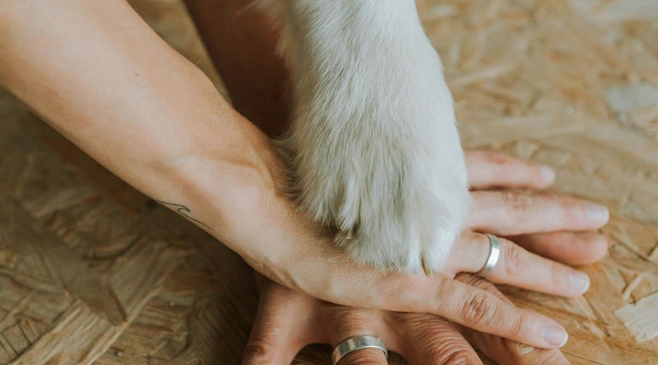 Operacja zerwanego więzadła krzyżowego u psa – jakie są koszty leczenia?