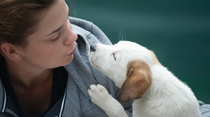 Leczenie raka sutka u psa. Ile kosztuje terapia?