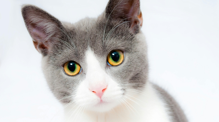 Wyszycie cewki moczowej u kotów – ile ile kosztuje taka operacja?