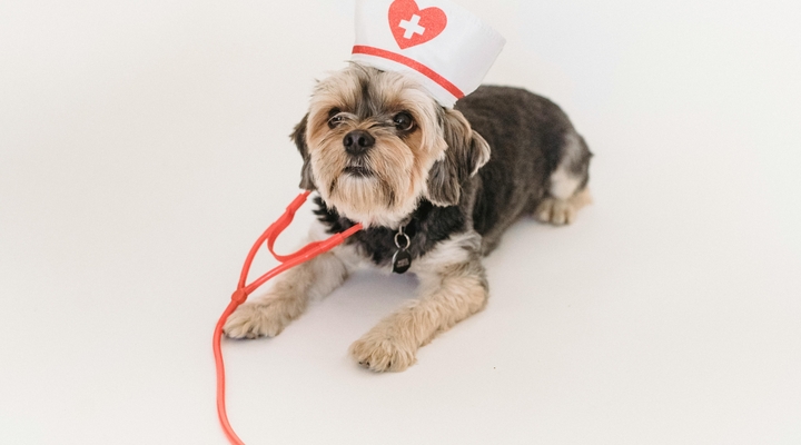 Choroba serca u psa – objawy, diagnostyka i koszty związane leczenia zastawki