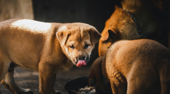 Zbiórka na schronisko – jak pomagać skutecznie i z sercem?